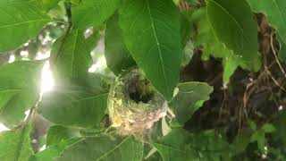 Baby Hummingbirds Hatched 🐣 🪺