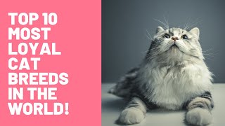 Top 10 most loyal cat breeds in the world! by Animal Lovers 1,111 views 3 years ago 10 minutes