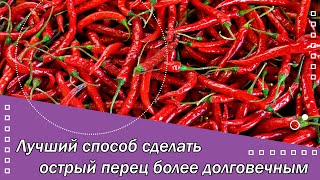 Лучший способ сделать острый перец более долговечным