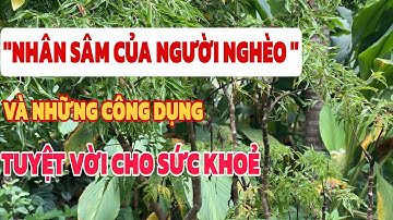 Cây Đinh Lăng – “Nhân Sâm Của Người Nghèo” Và Những Công Dụng Tuyệt Vời Cho Sức Khỏe.