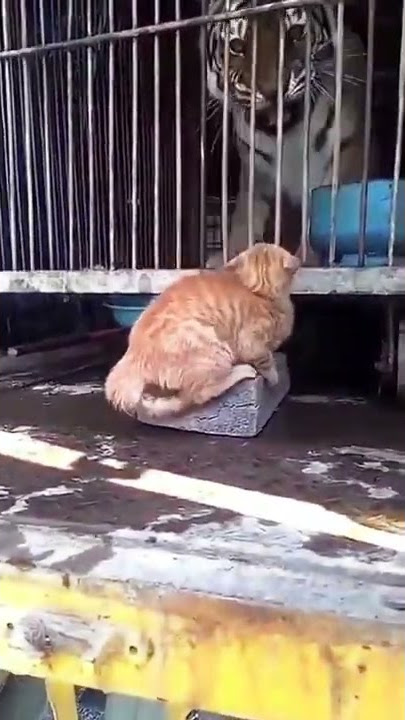 kucing Oren nih boss senggol dong😂🔥 #shorts #short #kucinglucu