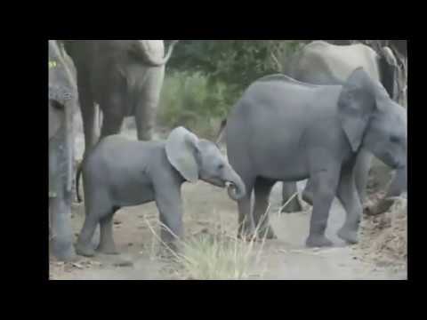 Lucunya Tingkah Bayi Gajah @SiCukardele