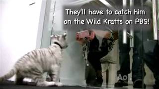 'Wild Kratts' Get Frisky With ParentDish by ParentDishAOL 22,809 views 13 years ago 2 minutes, 42 seconds