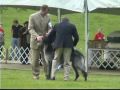 2009 Scottish Deerhound National Specialty の動画、YouTube動画。