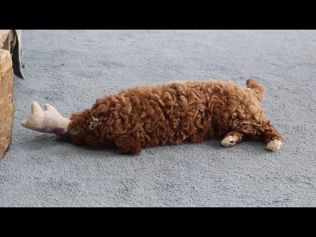 Bentley video thumbnail