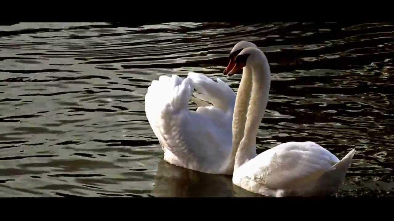 Dancing Swans