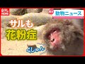 【どうぶつニュース】サルも花粉症になる？/水族館からラッコが消える？/セイウチの“嫁入り”/「チンパンジー総選挙」 など