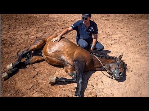 فيديو: لوحة الأذن الداخلية في الخيول