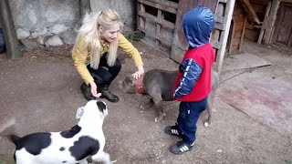 American Bully Manro İle Bilge Kağanı Tanıştırıyoruz Bakalım Tepkisi Nasıl Olacak