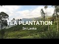 TEA PLANTATION tour | Sri Lanka