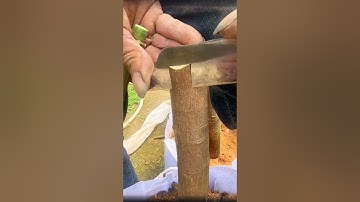 芒果果樹嫁接的詳細操作過程，1分鐘教你學會果樹嫁接技巧Detailed operation process of mango fruit tree grafting,how to graft