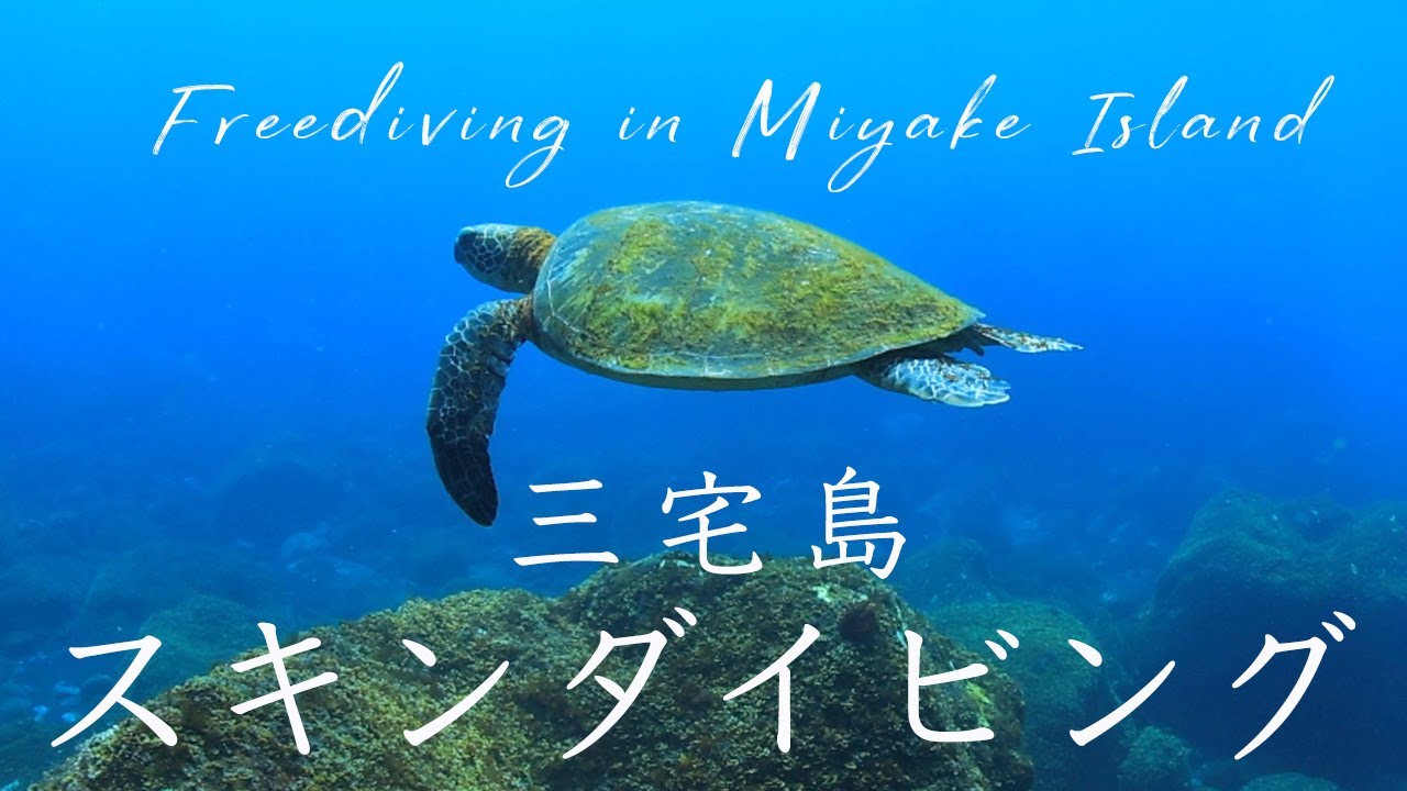 スキンダイビング/三宅島の海で素潜り！ウミガメ三昧 - YouTube