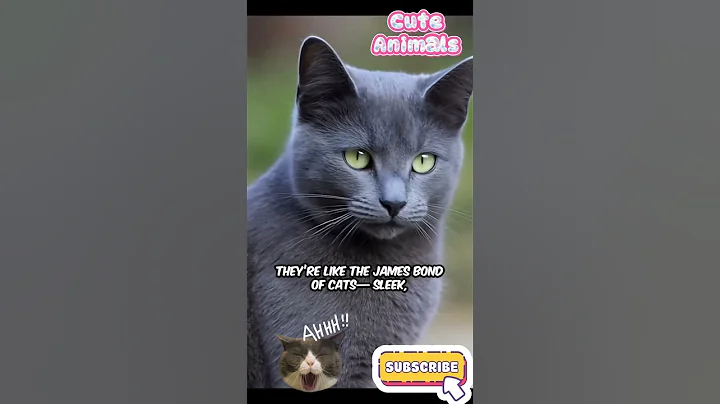 Watch the video about Russian Blue Cats 😻💙 Elegant, Fluffy, and Totally Adorable! #RussianBlueCat #CuteCats #FluffyPets