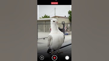 This app creates reels for you #instoriesapp #reelsapp #editing #ai #reelmaker #aivideo #aishorts