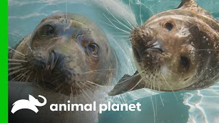 Sidney the Harbor Seal Moves Cross Country! | The Zoo