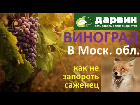 Как вырастить виноград на севере Московской области