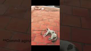 Committed ah? Single ah? 😂😂 #shortvideo #shorts #cat #funny #love #fun #catlovers #comedy #cats