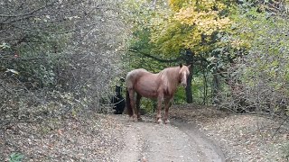 видео: Есенно приключение до връх Мургаш, Murgash Peak,  II част картинка: Есенно приключение до връх Мургаш, Murgash Peak,  II част