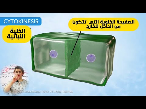 شنو الفرق بأنقسام السايتوبلازم بين الخلية النباتية والحيوانية