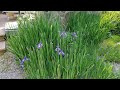 How to Plant Siberian Irises