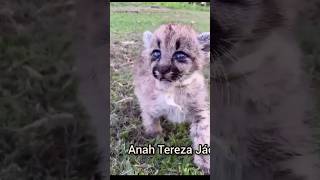 o guardião dos filhotes de onça... #biomas #onça #gatos #naturezasurpreendente