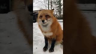 Man's Communication Connection with His Fox
