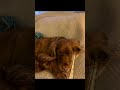Dog reveal ig!