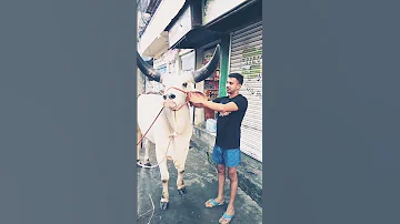 Sultan Ko Sirf Ek Hi Aadmi Hara Sake Hai Woh Hai Sultan Khud SULTAN 