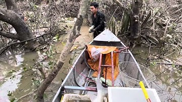 Săn bắt cá trắm khủng mùa mưa lũ phần 11