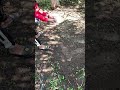 زراعه الخس في دقيقه 🥬🌿