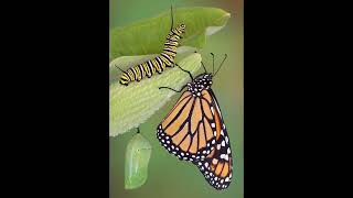 There Is Life - Monarch Butterfly by Undead_BlueWolf 40 views 1 month ago 2 minutes, 17 seconds