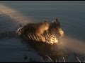 Lion vs Zebra - Lioness drowns Zebra