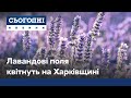 Лавандова плантація посеред сільських нив Харківщини