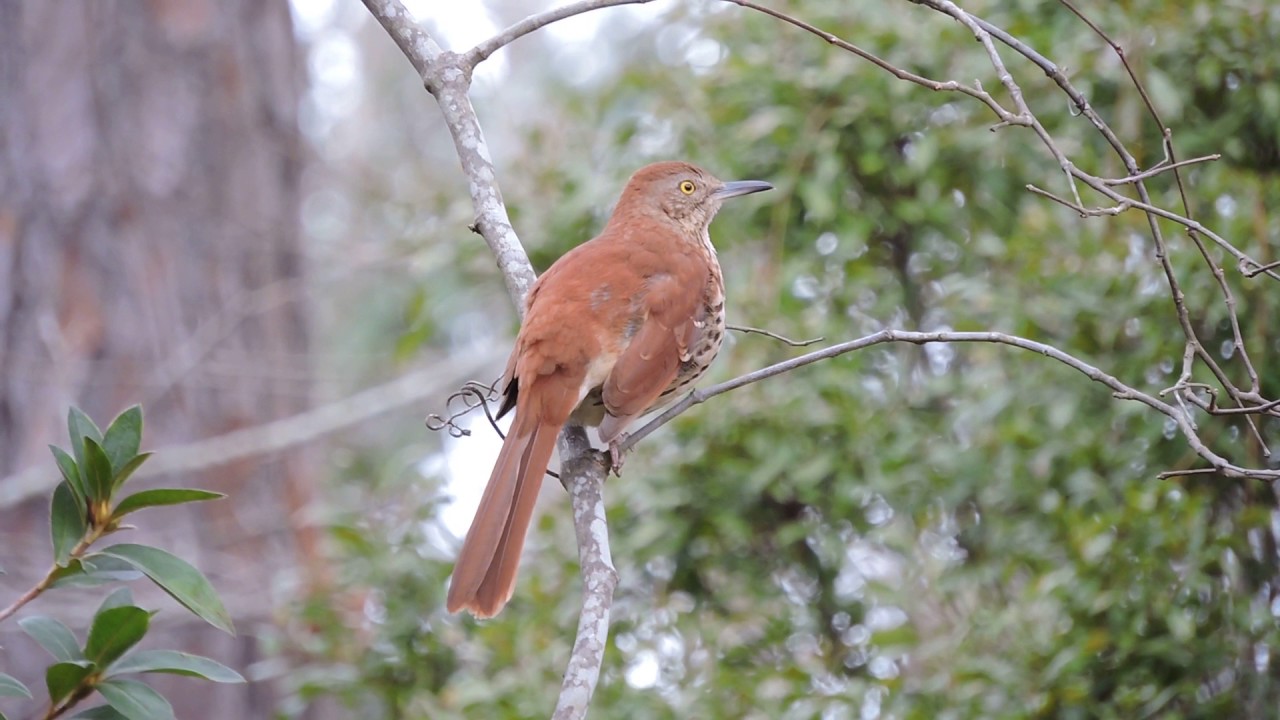 Brown Thrasher song - YouTube