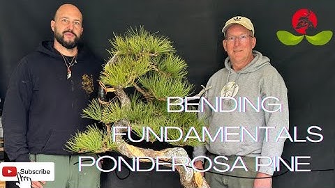 Bending Fundamentals  - Ponderosa Pine