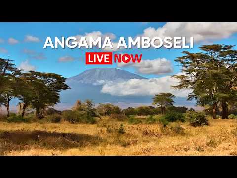 Angama Amboseli – Wildlife Beneath Kilimanjaro — Amboseli, Rift Valley live camera thumbnail