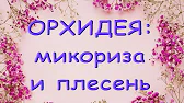 Орхидеи,узамба́рские фиалки,Самара🌺