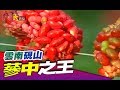 全身上下都是寶的蔘中之王《中國大體驗》第73集 雲南 硯山