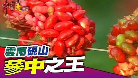 全身上下都是寶的蔘中之王《中國大體驗》第73集 雲南 硯山 - 天天要聞