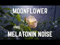Moon Flower Mp3 Mp4 Free download