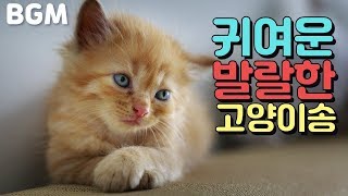 [BGM] 고양이송 귀여운 발랄한 저작권 없는 브금  HYP - Cat Song