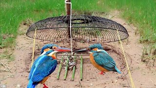 Create bird trap use Fan to catch Beautiful bird in hill