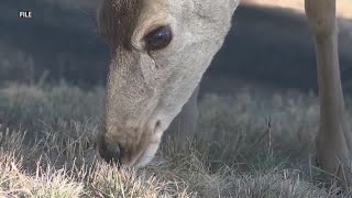 Wildlife crossing planned over I-25 in Colorado