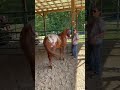Wildfire - Part 3 #declanthesupercat #hothorse #wildfire #thathorseisfast #cowgirl #pony #appaloosa