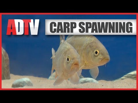 Video: How To Breed Carp