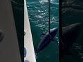 【神回】大興奮！オフショアルアーで本マグロとガチバトル！【キハダマグロ】