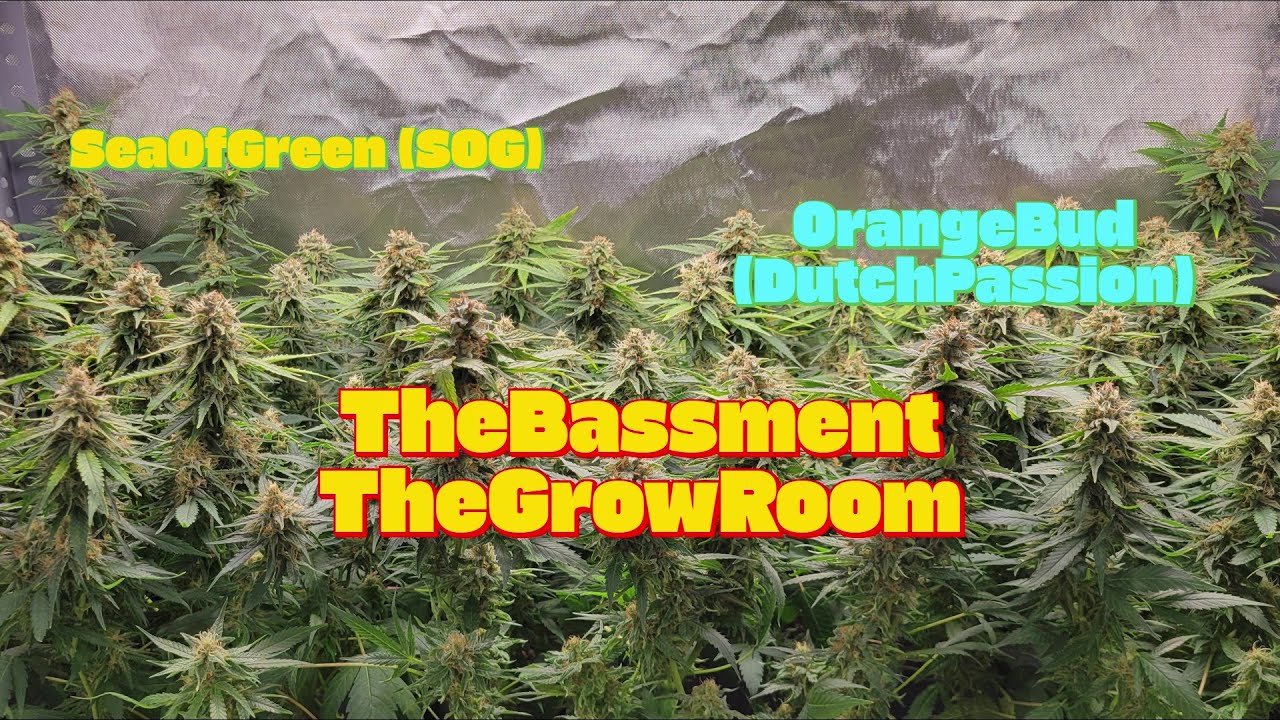 Orange Bud (Dutch Passion): 4a cosecha (34º día Bis)