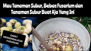 Cara Pembuatan Pupuk Organik Cair (POC) dari Buah Mengkudu, Cara Aplikasi dan Manfaat untuk tanaman