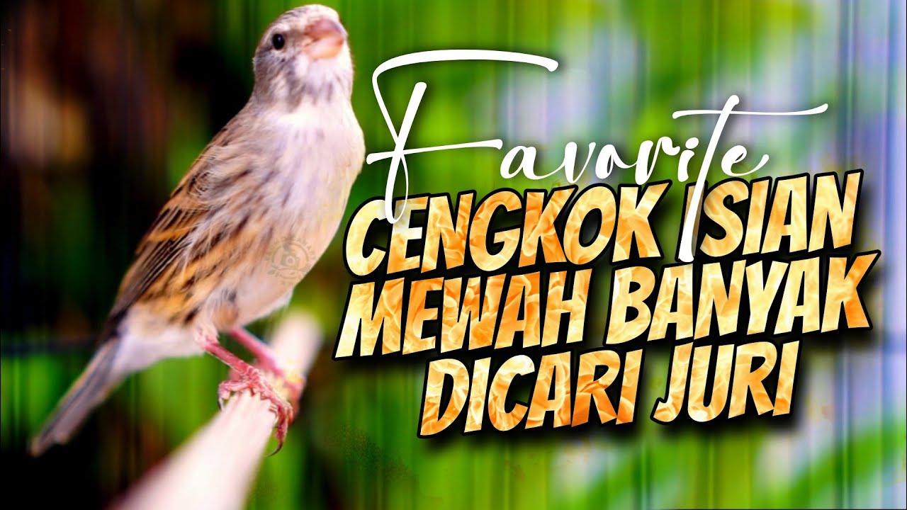 MATERI ISIAN MEWAH JAWARA ! MASTERAN KENARI ISIAN BLACKTHROAT GACOR PALING DICARI #28