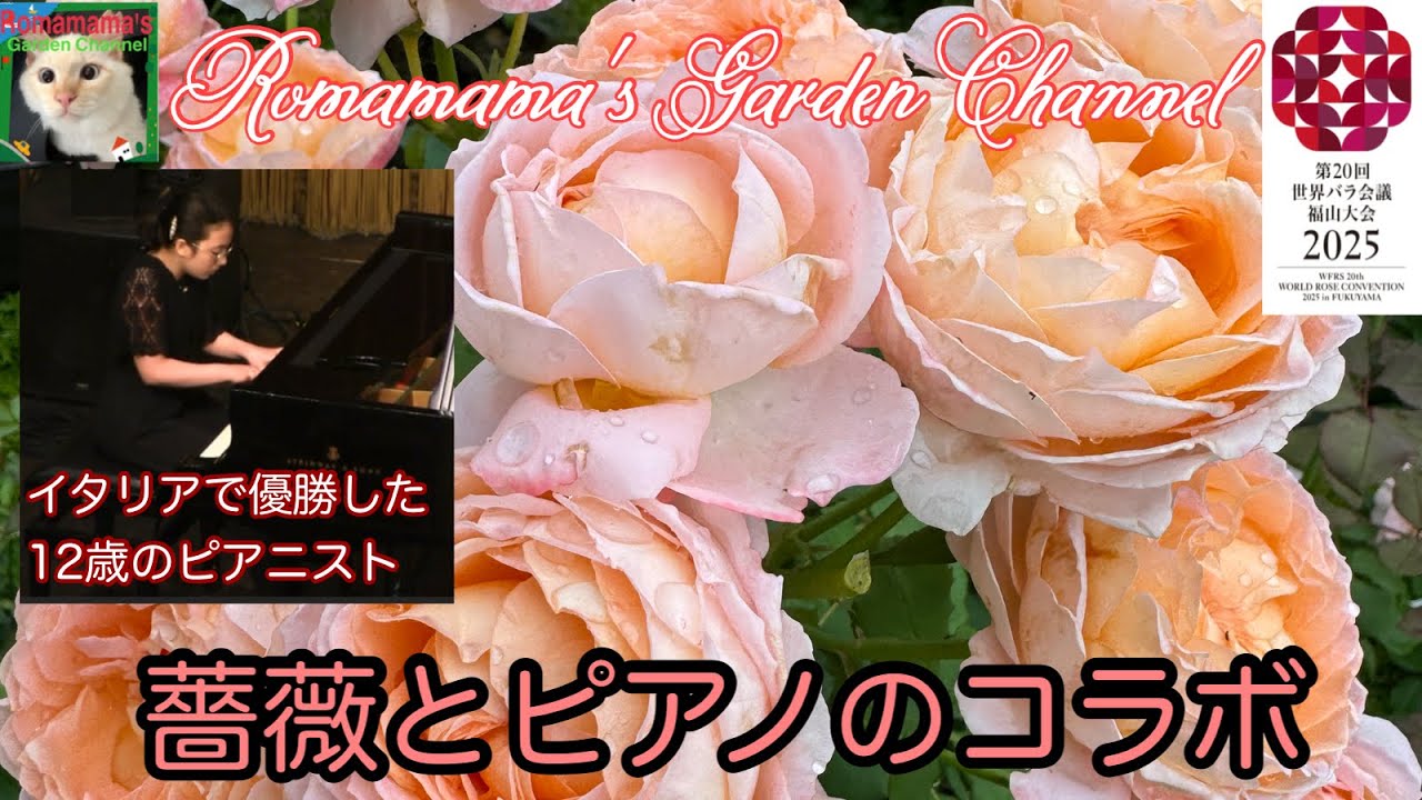 Roses] A collaboration between roses blooming today and the 12